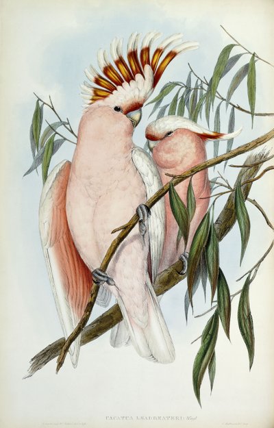 Leadbeateri美冠鹦鹉，1848-1869年 作者 约翰·古尔德