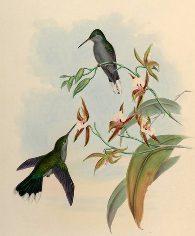 Campylopterus latipennis =喜树 作者 约翰·古尔德