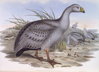 巴伦角鹅（Cereopsis novaehollandiae），约翰-古尔德的雕刻作品 作者 约翰·古尔德