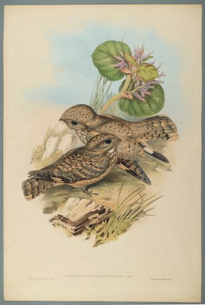 Caprimulgus Mahrattensis，Nightjar（编织纸上的彩色石版） 作者 约翰·古尔德