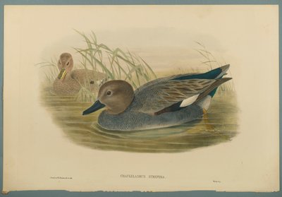 Chaulelasmus Strepera：Gadwell Ducks（编织纸上的彩色石版） 作者 约翰·古尔德