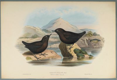Cinclus Pallasi：Pallas Water Ouzel（编织纸上的彩色平版印刷） 作者 约翰·古尔德