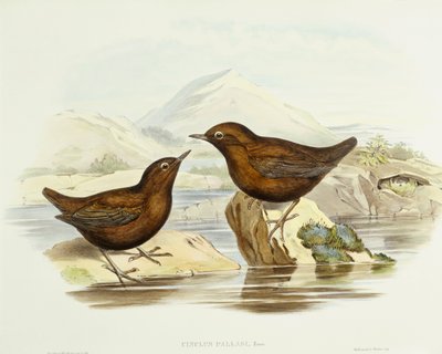 领头的雀鹰（Accipiter cirrocephalus），约翰-古尔德的雕刻作品 作者 约翰·古尔德