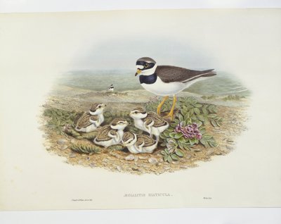 普通环斑鸻（Charadrius hiaticula），图解 作者 约翰·古尔德