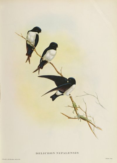 Delichon nipalensis，来自&39;喜马拉雅山脉的鸟类世纪&39;，1830-32 作者 约翰·古尔德