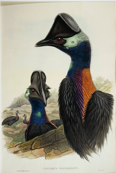 矮小的鹦鹉Casuarius bennetti，雕刻品 作者 约翰·古尔德