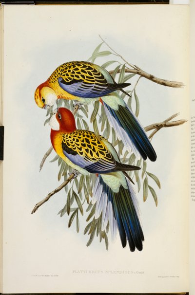 Eastern Rosella，摘自“澳大利亚鸟类”，第一版，出版于1840-69年 作者 约翰·古尔德