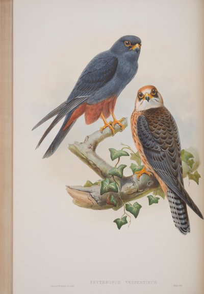 Erythropus Vespertinus，来自英国鸟类的约翰古尔德，1862-73出版（手工彩色光刻） 作者 约翰·古尔德