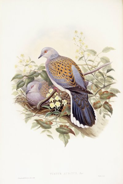 欧洲斑鸠（Streptopelia turtur），约翰-古尔德的雕刻作品 作者 约翰·古尔德
