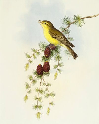 飞鸟（Ficedula hypolaris），约翰-古尔德的雕刻作品 作者 约翰·古尔德