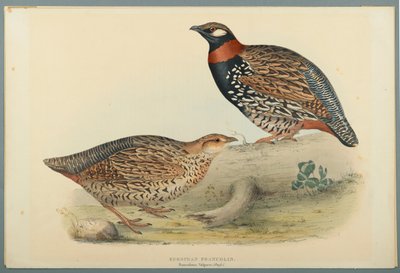 Francolinus Vulgaris（Briss）：欧洲Francolin（编织纸上的彩色版画） 作者 约翰·古尔德