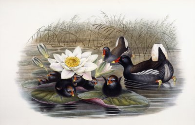 鸡胆草 作者 约翰·古尔德