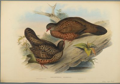 Galloperdix Spadiceus（编织纸上的彩色石版） 作者 约翰·古尔德
