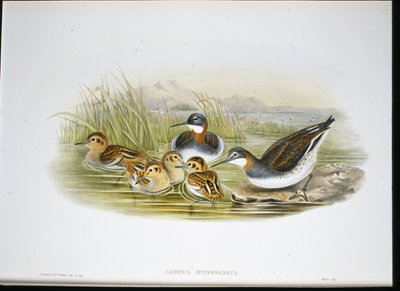 光泽朱鹮 (Falcinellus Igneus)（手绘彩色平版印刷） 作者 约翰·古尔德