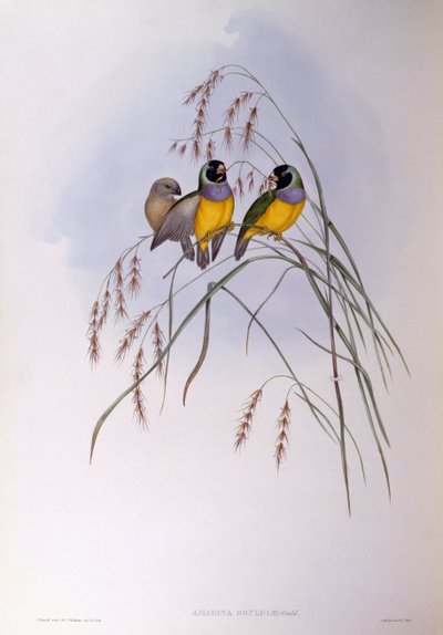 古尔德雀（Chloebia or Erythrura gouldiae），约翰-古尔德的雕刻作品 作者 约翰·古尔德