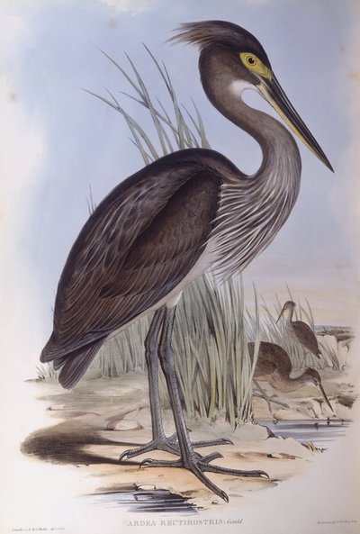 大嘴鹭（Ardea sumatrana），约翰-古尔德的雕刻作品 作者 约翰·古尔德