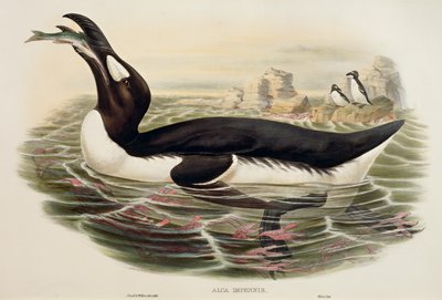 大鹦鹉Pinguinus impennis，雕刻品 作者 约翰·古尔德