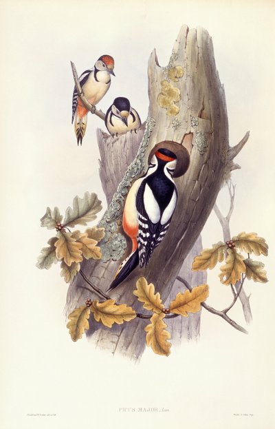 大斑啄木鸟（Dendrocopos major），约翰-古尔德的雕刻作品 作者 约翰·古尔德