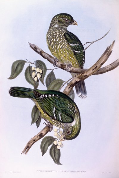 绿猫鸟（Ailuroedus crassirostris），约翰-古尔德的雕刻作品 作者 约翰·古尔德