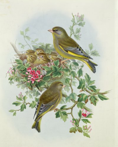 Greenfinch，1873年（wc，铅笔在纸上） 作者 约翰·古尔德