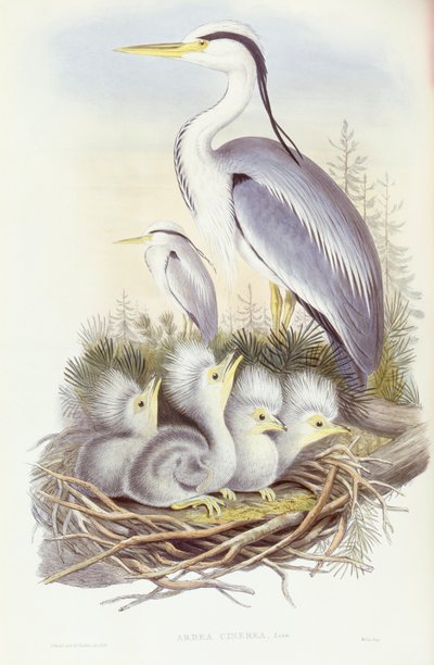灰鹭（Ardea cinerea），约翰-古尔德的雕刻作品 作者 约翰·古尔德