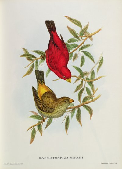 Haematospiza Sipahi，来自&39;亚洲之鸟&39;的插图，卷。 I，Part I-VI，John Gould，1850-54 作者 约翰·古尔德