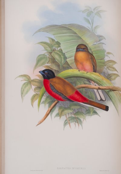 Harpactes Duvauceli，来自英国鸟类的约翰古尔德，1862-73出版（手工彩色光刻） 作者 约翰·古尔德
