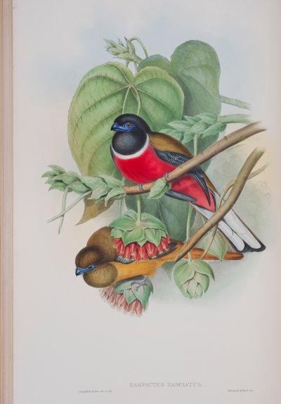 Harpactes Fasciatus，来自英国鸟类的约翰古尔德，1862-73出版（手工彩色光刻） 作者 约翰·古尔德