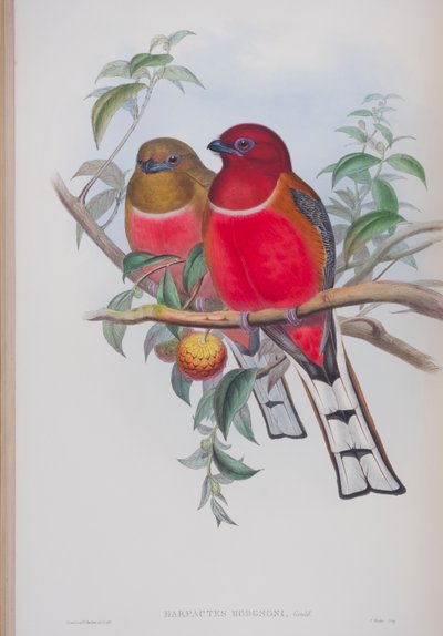 Harpactes Hodgsoni，来自英国鸟类的约翰古尔德，1862-73出版（手工彩色版画） 作者 约翰·古尔德