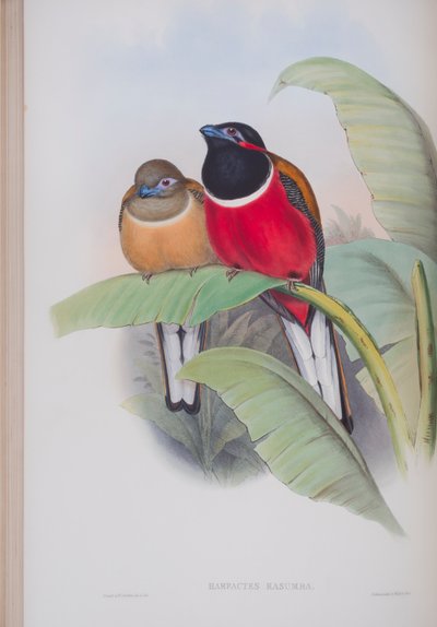 Harpactes Kasumba，来自英国鸟类的约翰古尔德，1862-73出版（手工彩色光刻） 作者 约翰·古尔德