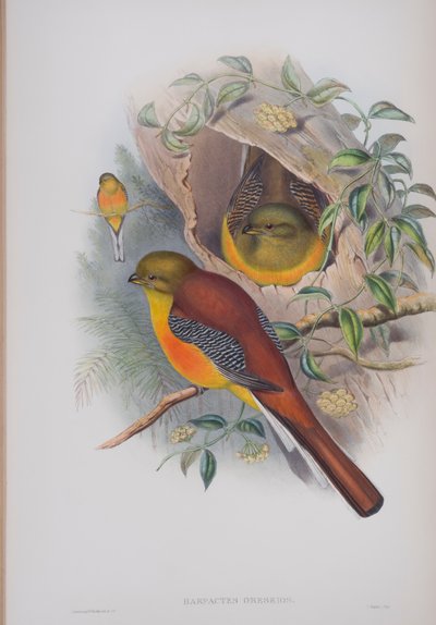 Harpactes Oreskios，来自英国鸟类的约翰古尔德，1862-73出版（手工彩色光刻） 作者 约翰·古尔德