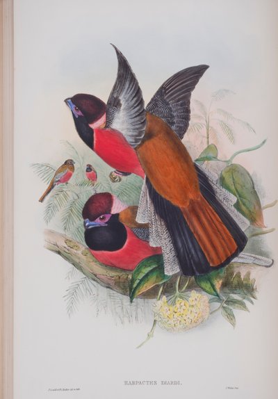 Harpactus Diardi，来自英国鸟类的约翰古尔德，1862-73出版（手工彩色光刻） 作者 约翰·古尔德