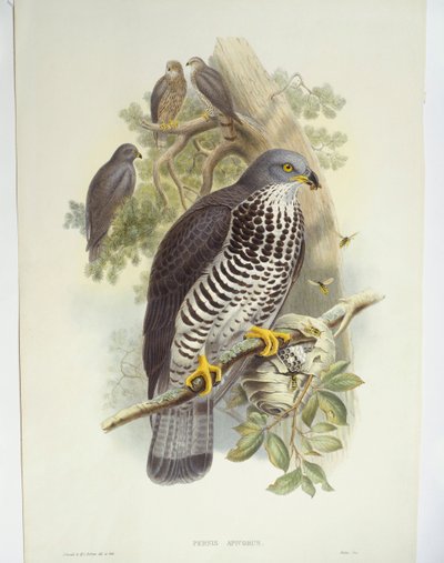 蜂鸟（Pernis apivorus），插图 作者 约翰·古尔德