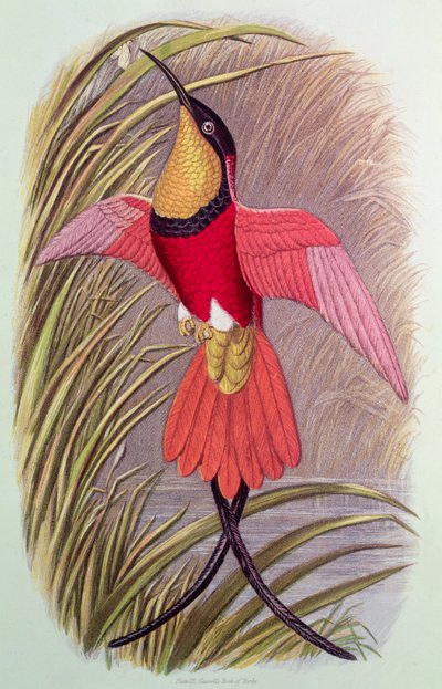 Humming Bird：Crimson Topaz，来自&39;Cassell&39;s Book of Birds&39;的第23页，第1870页 作者 约翰·古尔德