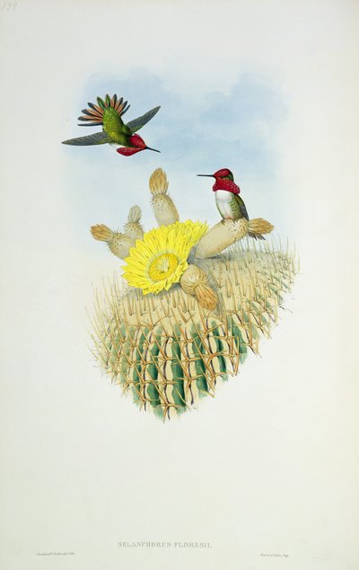 Humming Bird，由Walter和Cohn雕刻 作者 约翰·古尔德