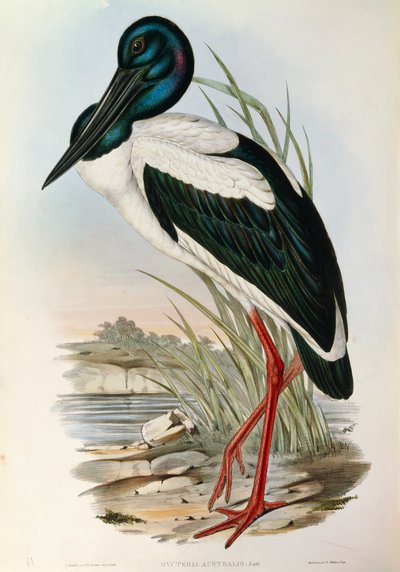 来自John Gould的 "澳大利亚鸟类 "的插图，代表黑颈鹳Ephippiorhynchus asiaticus。 作者 约翰·古尔德
