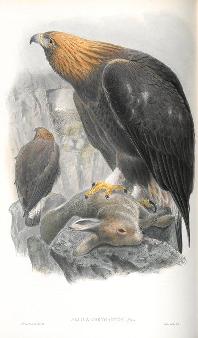 Aquila Chrysaetos（金鹰）的插图 作者 约翰·古尔德