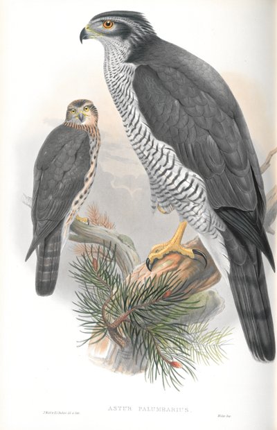 Astur Palumbarius（苍鹰）的插图 作者 约翰·古尔德