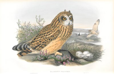 Brachyotus Palustris（短耳猫头鹰）的插图 作者 约翰·古尔德