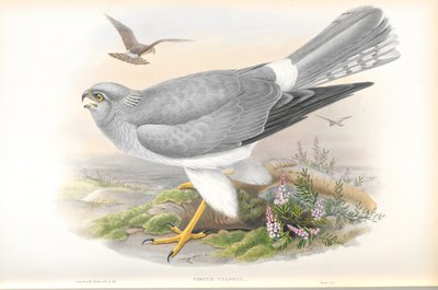 Circus Cyaneus（Hen Harrier）的插图 作者 约翰·古尔德
