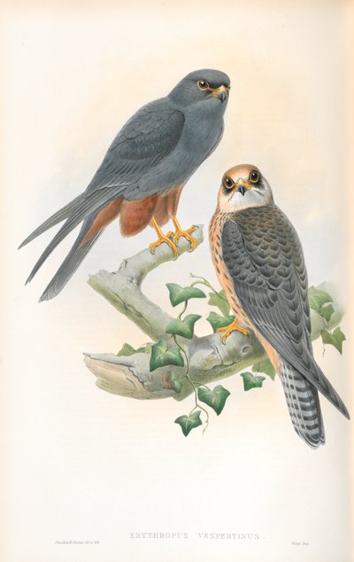 Erythropus Vespertinus（橙腿爱好）的插图 作者 约翰·古尔德