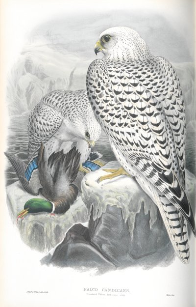 Falco Candicans（格陵兰猎鹰黑暗种族）的插图 作者 约翰·古尔德