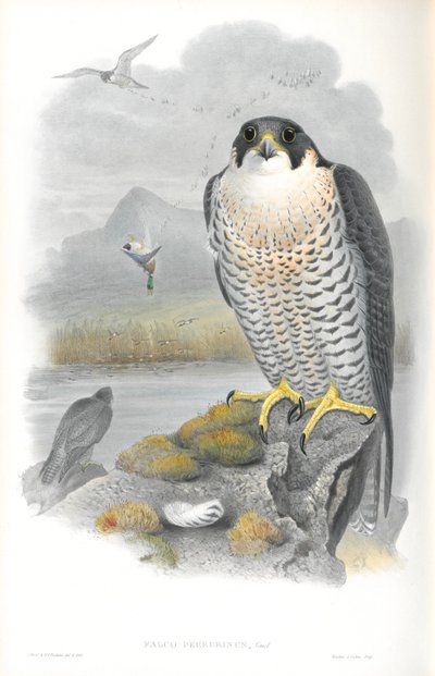 Falco Peregrinus（游隼）的插图 作者 约翰·古尔德