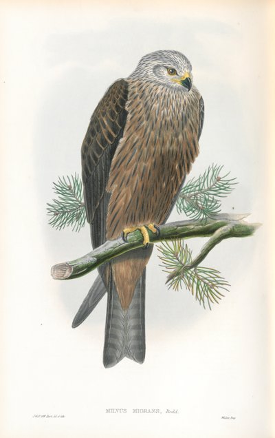 Milvus Migrans（黑鸢）的插图 作者 约翰·古尔德