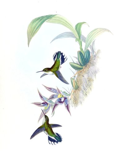 Phophophilus hemileucurus在凤蝶（兰花）上的插图 作者 约翰·古尔德