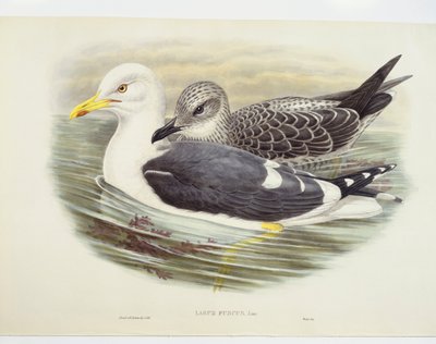 小黑背海鸥（Larus fuscus），图解 作者 约翰·古尔德
