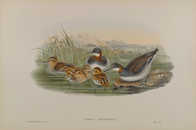Lobipes Hyperboreus  -  Red-Necked Phalarope 作者 约翰·古尔德
