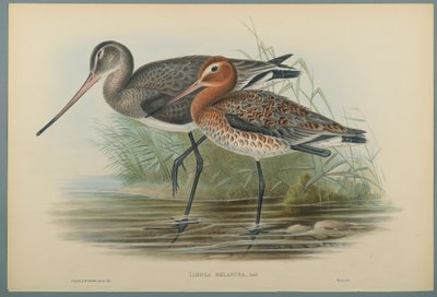 Lurinosa Melanura（编织纸上的彩色石版） 作者 约翰·古尔德