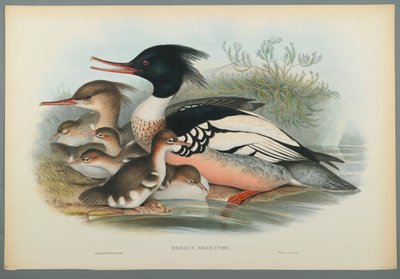 Mergus Serrator：Merganser（编织纸上的彩色光刻） 作者 约翰·古尔德