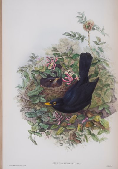 Merula Vulgaris，来自英国鸟类的约翰古尔德，1862-73出版（手工彩色光刻） 作者 约翰·古尔德